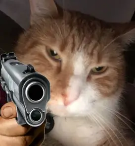 angry cat with gun